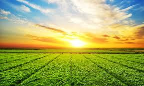 Campo de cultivo da ASAGRO